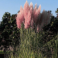 Кортадерия Селло Rose Plume