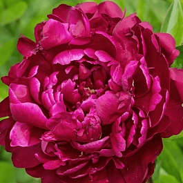 Пион Молочноцветковый W.F. Turner