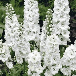 Дельфиниум  культурный M. F. White