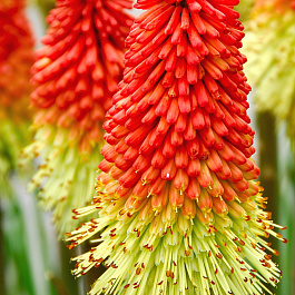 Книфофия ягодная Грандифлора