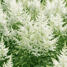 Астильба Арендса Diamant