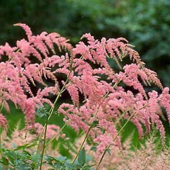Астильба Тунберга Страуссенфедер
