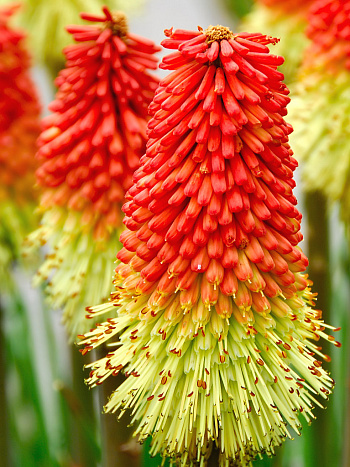 Книфофия ягодная Грандифлора