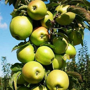Яблоня колоновидная Президент Яблоня колоновидная Президент