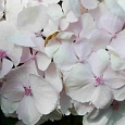 Гортензия крупнолистная Madame Emile Mouillere