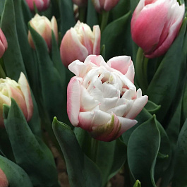 Тюльпан махровый поздний Самбука