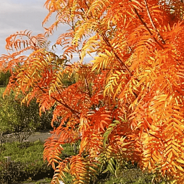 Рябина смешанная Додонг