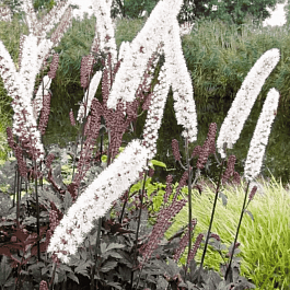 Клопогон ветвистый Black Beauty