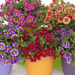 Калибрахоа Rave Mix
