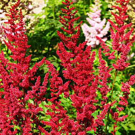 Астильба Арендса Глют