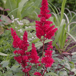 Астильба Арендса Spartan