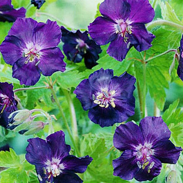 Герань тёмная Ревен Герань тёмная Ревен