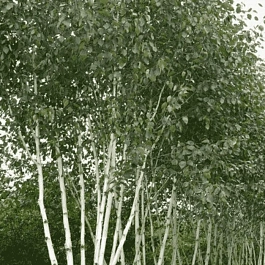 Береза Жакмана