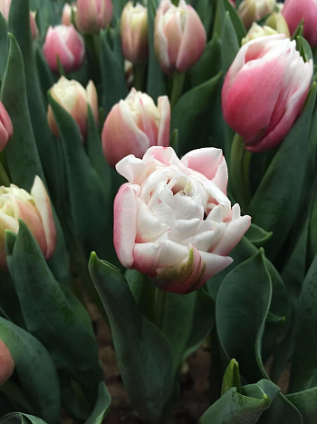 Тюльпан махровый поздний Самбука