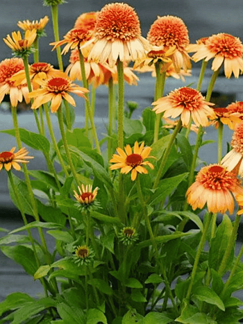 Эхинацея Cantaloupe Supreme