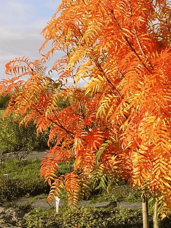 Рябина смешанная Додонг