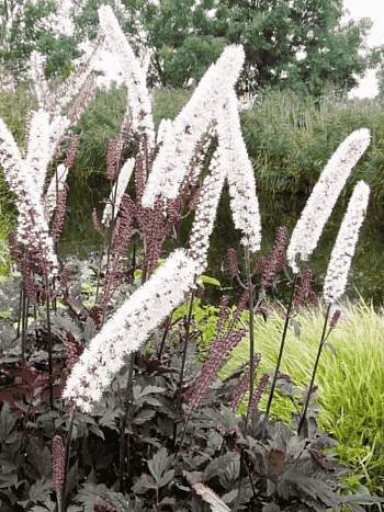 Клопогон ветвистый Black Beauty