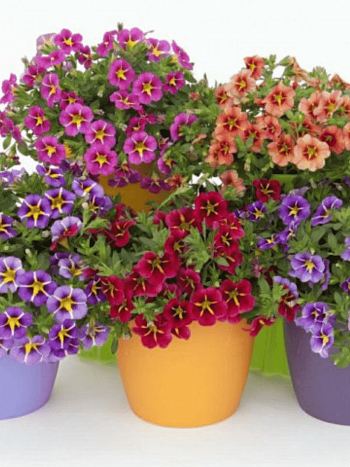 Калибрахоа Rave Mix