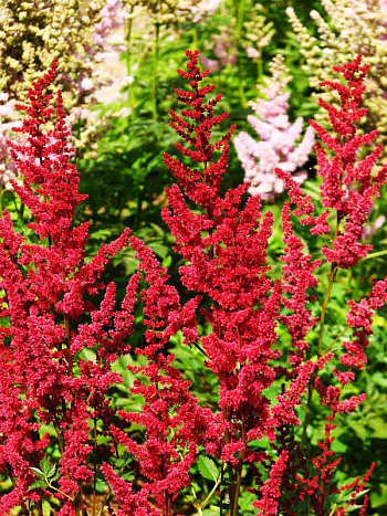 Астильба Арендса Глют