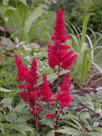 Астильба Арендса Spartan