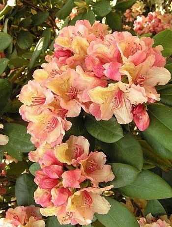 Рододендрон гибридный Флаутандо