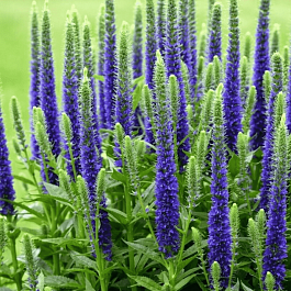 Вероника Ronica Blue