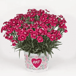 Гвоздика садовая BFF Red