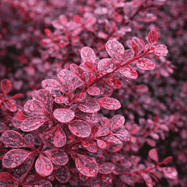 Барбарис Тунберга Pink Attraction