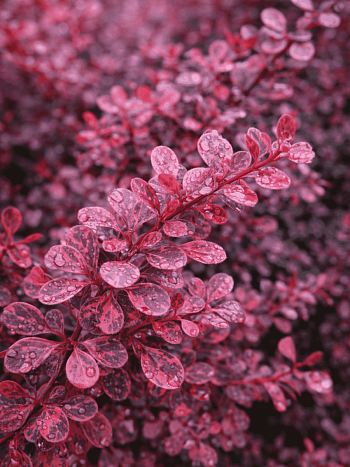 Барбарис Тунберга Pink Attraction