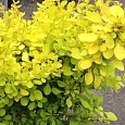Барбарис Тунберга Aurea nana