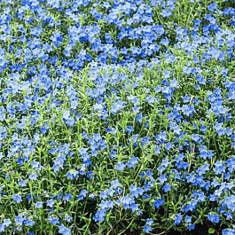 Литодора раскидистая Grace Ward