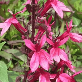 Лобелия прекрасная  Starship™ F1 Rose