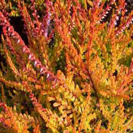 Вереск обыкновенный Wickware Flame