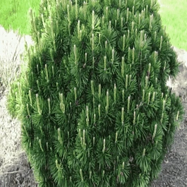 Сосна горная Gnom штамб 80см