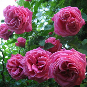 Роза плетистая Клайминг Баллет