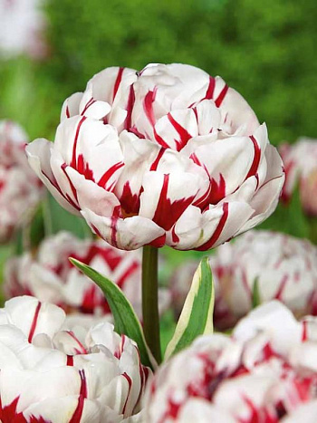 Тюльпан махровый поздний Карнавал де Нис