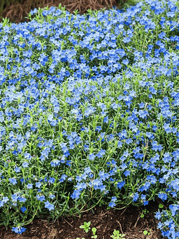 Литодора раскидистая Grace Ward