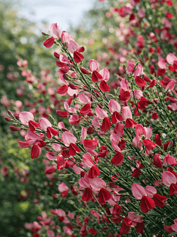 Ракитник ранний Голландия