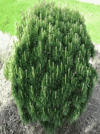 Сосна горная Gnom штамб 80см