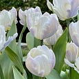 Тюльпан White Lizard 