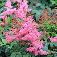 Астильба японская Jump and Jive