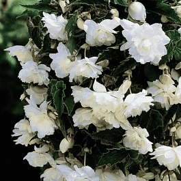 Бегония Pendula White