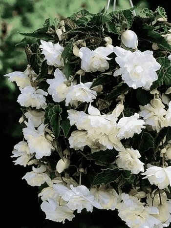 Бегония Pendula White