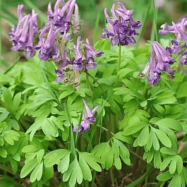 Хохлатка плотная