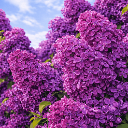 Сирень обыкновенная Георгий Свиридов