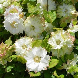 Клематис гибридный Sen-no-kaze