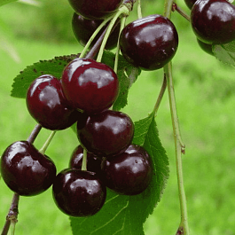 Вишня Новелла