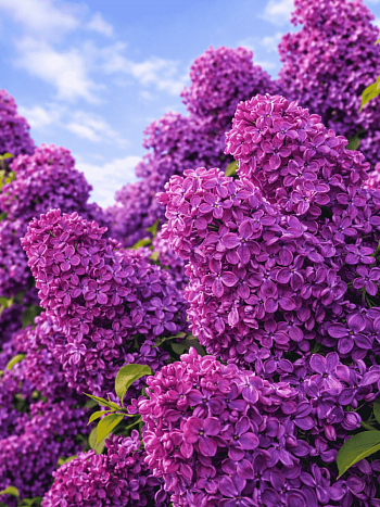 Сирень обыкновенная Георгий Свиридов