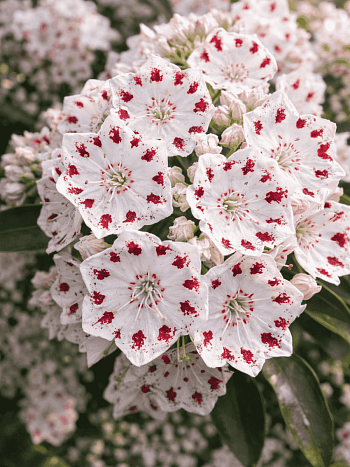 Кальмия широколистная Ring Dance