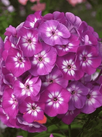 Флокс метельчатый Успех